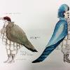 Woodpecker, Jay